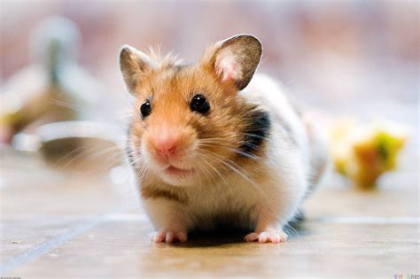 Hamster 